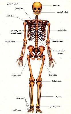 رسم تشريحي يوضح الهيكل العظمي لدى الإنسان كاملاً مع أسماء العظام الأساسية مثل الجمجمة، العمود الفقري، الأضلاع، الحوض، الأطراف العلوية والسفلية.